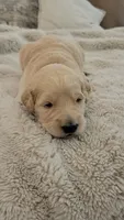 Pickles, a male Goldendoodle for sale in Salado, TX – 2 of 6
