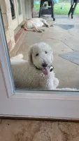 Joy, a female Poodle - Standard  for sale in Salado, TX – 2 of 3