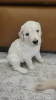 Queso, a male Goldendoodle for sale in Salado, TX – 2 of 6
