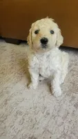 Cookie, a female Goldendoodle for sale in Salado, TX – 1 of 5