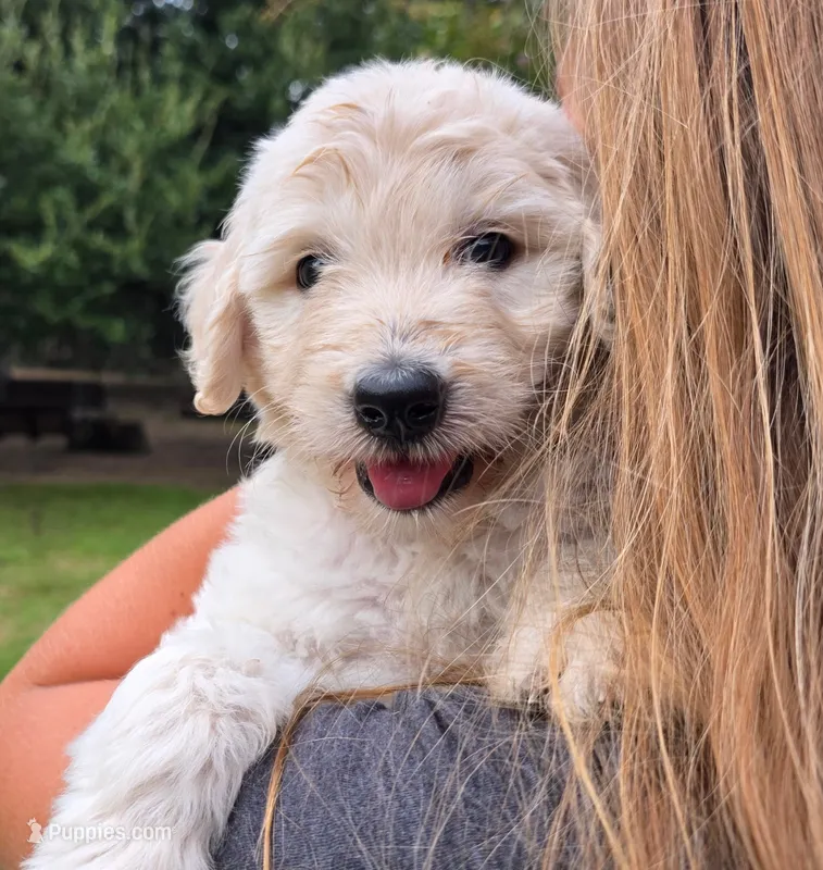 Sugar – Goldendoodle puppy for sale in Salado, TX