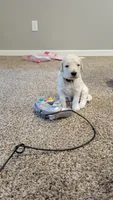 Queso, a male Goldendoodle for sale in Salado, TX – 3 of 6