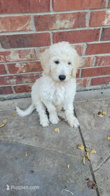 Waffles – Goldendoodle puppy for sale in Salado, TX