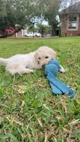 Waffles, a male Goldendoodle for sale in Salado, TX – 3 of 9