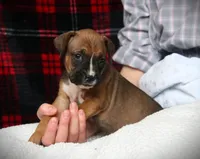 Nollie, a female Boxer for sale in Blairsville, PA – Photo 4 of 4
