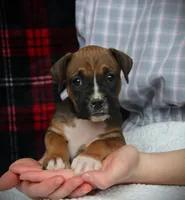 Nollie, a female Boxer for sale in Blairsville, PA – Photo 1 of 4