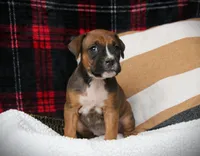 Nollie, a female Boxer for sale in Blairsville, PA – Photo 3 of 4