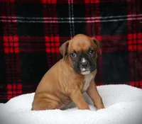 Lexi, a female Boxer for sale in Blairsville, PA – Photo 3 of 3