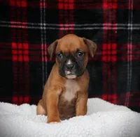Lexi, a female Boxer for sale in Blairsville, PA – Photo 1 of 3