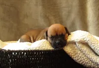 Sami, a female Boxer for sale in Blairsville, PA – Photo 1 of 3