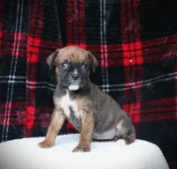 Allie, a female Boxer for sale in Blairsville, PA – Photo 2 of 5