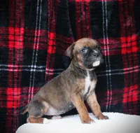 Allie, a female Boxer for sale in Blairsville, PA – Photo 5 of 5