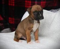 Flip, a female Boxer for sale in Blairsville, PA – Photo 5 of 5