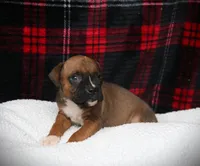 Flip, a female Boxer for sale in Blairsville, PA – Photo 4 of 5