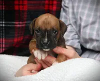 Flip, a female Boxer for sale in Blairsville, PA – Photo 3 of 5