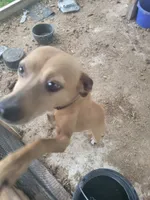 Jessie, a female Treeing Feist for sale in Bloomsburg, PA – 2 of 3