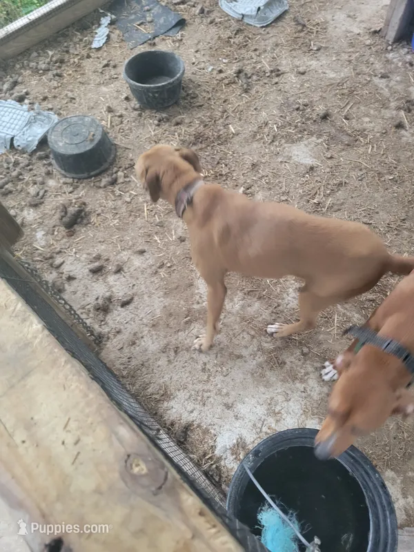 Jessie – Treeing Feist puppy for sale in Bloomsburg, PA
