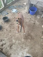 Red, a female Treeing Feist for sale in Bloomsburg, PA – 2 of 3