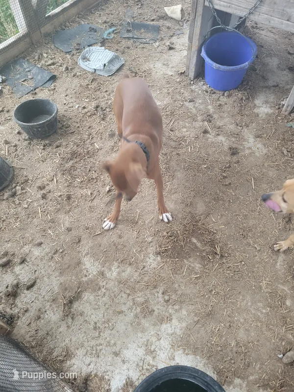 Red – Treeing Feist puppy for sale in Bloomsburg, PA