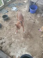 Red, a female Treeing Feist for sale in Bloomsburg, PA – 1 of 3