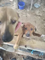 Jessie, a female Treeing Feist for sale in Bloomsburg, PA – 3 of 3