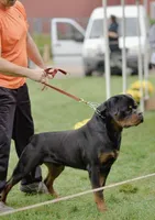 Rottweiler puppies , a  Rottweiler for sale in Jewett City, CT – 6 of 9