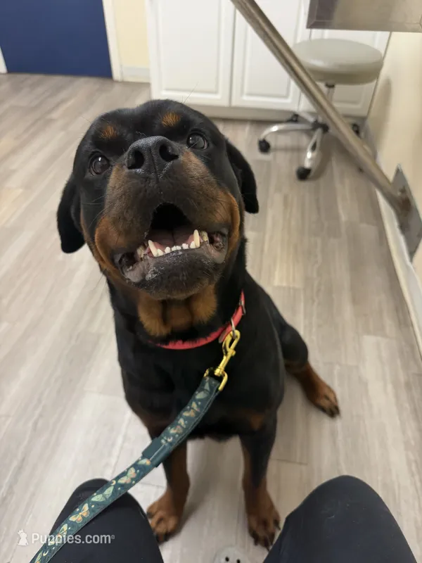 Rottweiler puppies  – Rottweiler puppy for sale in Jewett City, CT