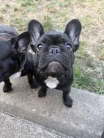 Lilo, a female French Bulldog for sale in Jewett City, CT – 3 of 10