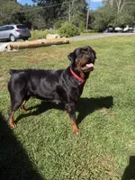 Rottweiler puppies , a  Rottweiler for sale in Jewett City, CT – 9 of 9