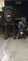 Lilo, a female French Bulldog for sale in Jewett City, CT – 7 of 10