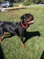 Rottweiler puppies , a  Rottweiler for sale in Jewett City, CT – 3 of 9