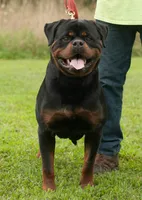 Rottweiler puppies , a  Rottweiler for sale in Jewett City, CT – 5 of 9