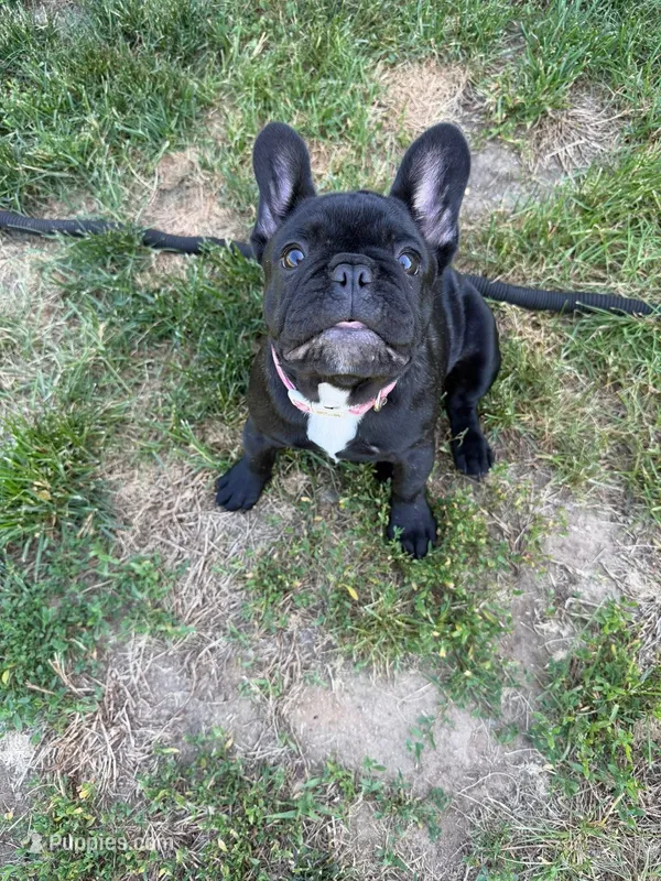 Lilo – French Bulldog puppy for sale in Jewett City, CT