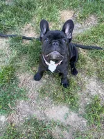 Lilo, a female French Bulldog for sale in Jewett City, CT – 1 of 10