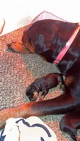 Rottweiler puppies , a male Rottweiler for sale in Jewett City, CT – 10 of 10
