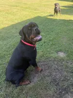 Rottweiler puppies , a  Rottweiler for sale in Jewett City, CT – 8 of 9