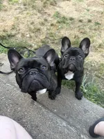 Lilo, a female French Bulldog for sale in Jewett City, CT – 4 of 10