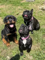 Lilo, a female French Bulldog for sale in Jewett City, CT – 6 of 10