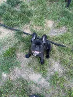 Lilo, a female French Bulldog for sale in Jewett City, CT – 2 of 10