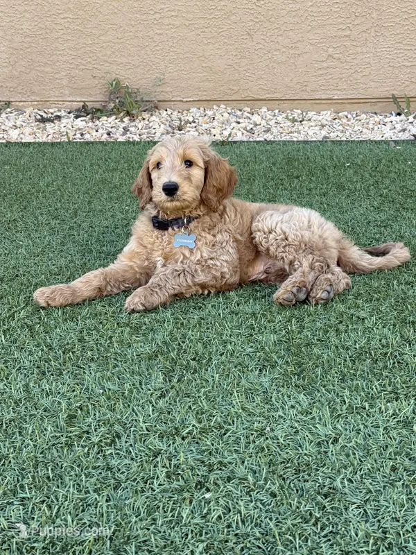 Blue Collar  – Goldendoodle puppy for sale in El Paso, TX