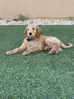 Blue Collar , a male Goldendoodle for sale in El Paso, TX – Photo 1 of 3