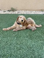 Blue Collar , a male Goldendoodle for sale in El Paso, TX – Photo 2 of 3