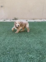 Blue Collar , a male Goldendoodle for sale in El Paso, TX – Photo 3 of 3