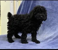 Omar , a male Poodle - Toy  for sale in Alexandria, VA – 1 of 1