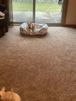 Polly, a female West Highland White Terrier for sale in Bay City, MI – 5 of 6