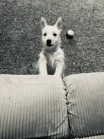 Polly, a female West Highland White Terrier for sale in Bay City, MI – 4 of 6