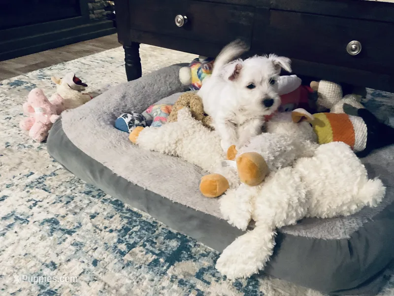 Sadie – West Highland White Terrier puppy for sale in Englewood, TN