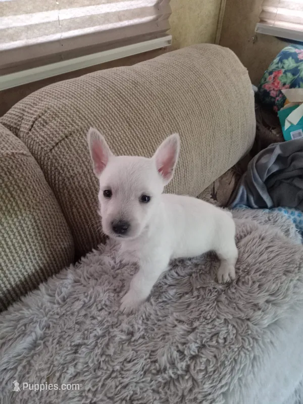 Sissy – West Highland White Terrier puppy for sale in Bay City, MI