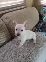 Sissy, a female West Highland White Terrier for sale in Bay City, MI – 1 of 2