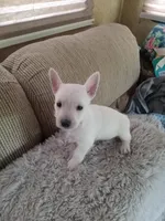 Sissy, a female West Highland White Terrier for sale in Bay City, MI – 2 of 2